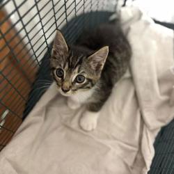 Shelter Stray Male Cat last seen Near bell rd, Knox County GP, TN, 3201 Division St, Knoxville, TN 37919, USA