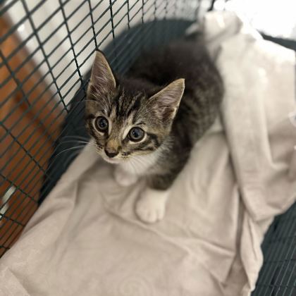 Shelter Stray Male Cat last seen Near bell rd, Knox County GP, TN, 3201 Division St, Knoxville, TN 37919, USA