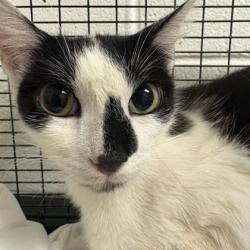 Shelter Stray Female Cat last seen Near kennedy ln, Knox County GP, TN, 3201 Division St, Knoxville, TN 37919, USA