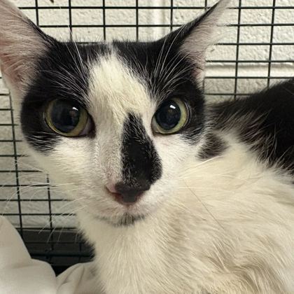 Shelter Stray Female Cat last seen Near kennedy ln, Knox County GP, TN, 3201 Division St, Knoxville, TN 37919, USA