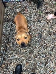 Shelter Stray Female Dog last seen Catawba Cove Dr, County/Unicorporated, NC, 1491 Business Park Ct, Gastonia, NC 28052, USA