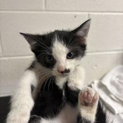 Shelter Stray Male Cat last seen Near kennedy ln, Knox County GP, TN, 3201 Division St, Knoxville, TN 37919, USA