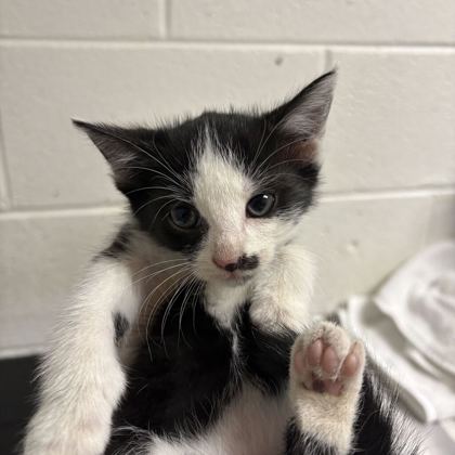 Shelter Stray Male Cat last seen Near kennedy ln, Knox County GP, TN, 3201 Division St, Knoxville, TN 37919, USA