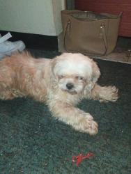 Found/Stray Unknown Dog last seen Blanding Blvd, Jacksonville, FL 32244