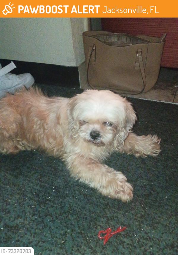 Found/Stray Unknown Dog last seen Blanding Blvd, Jacksonville, FL 32244