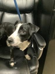 Shelter Stray Male Dog last seen Near West Haven Dr, West District, TX, 355 Hillshire Dr, Haslet, TX 76052, USA