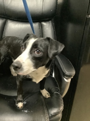 Shelter Stray Male Dog last seen Near West Haven Dr, West District, TX, 355 Hillshire Dr, Haslet, TX 76052, USA