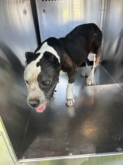 Shelter Stray Female Dog last seen Near AUBURN DR, South District, TX, 355 Hillshire Dr, Haslet, TX 76052, USA
