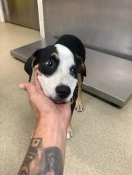 Shelter Stray Female Dog last seen Near dunlap dr, East District, TX, 355 Hillshire Dr, Haslet, TX 76052, USA