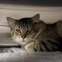 Shelter Stray Unknown Cat last seen Hall Rd, Rio, WI, Columbia County, WI, 5132 Voges Rd, Madison, WI 53718, USA