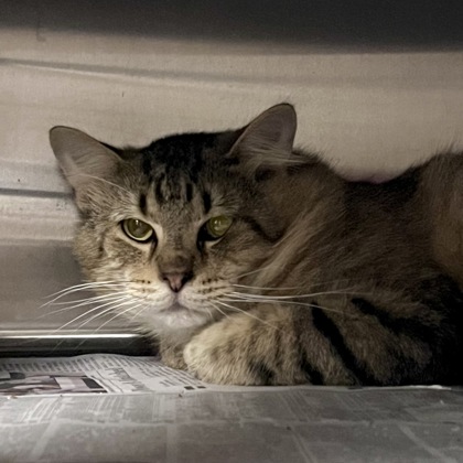 Shelter Stray Unknown Cat last seen Hall Rd, Rio, WI, Columbia County, WI, 5132 Voges Rd, Madison, WI 53718, USA