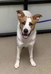 Shelter Stray Female Dog last seen Near View Street, East District, TX, 355 Hillshire Dr, Haslet, TX 76052, USA