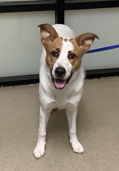 Shelter Stray Female Dog last seen Near View Street, East District, TX, 355 Hillshire Dr, Haslet, TX 76052, USA