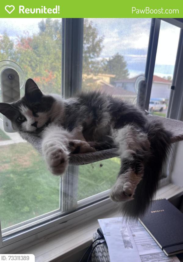 Reunited Male Cat last seen Hamilton & Flower, Lakewood, CO 80227