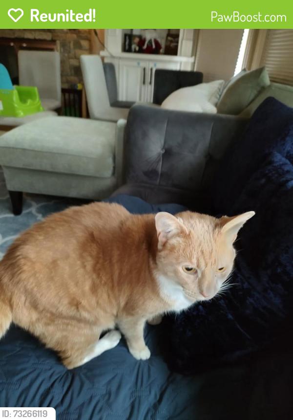 Reunited Unknown Cat last seen Windemere Parkway, Cumming, GA 30041