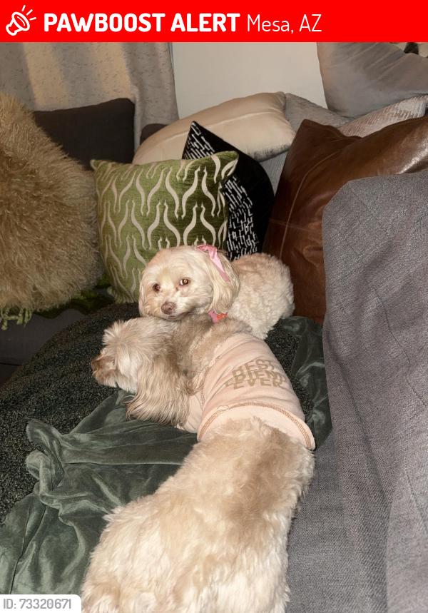 Lost Male Dog last seen University ST and Gilbert, Mesa, AZ 85203
