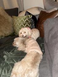Lost Male Dog last seen University ST and Gilbert, Mesa, AZ 85203