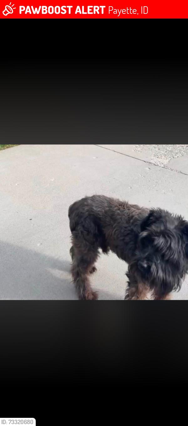 Lost Male Dog last seen 16th Ave N, Payette, ID 83661