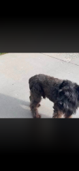 Lost Male Dog last seen 16th Ave N, Payette, ID 83661