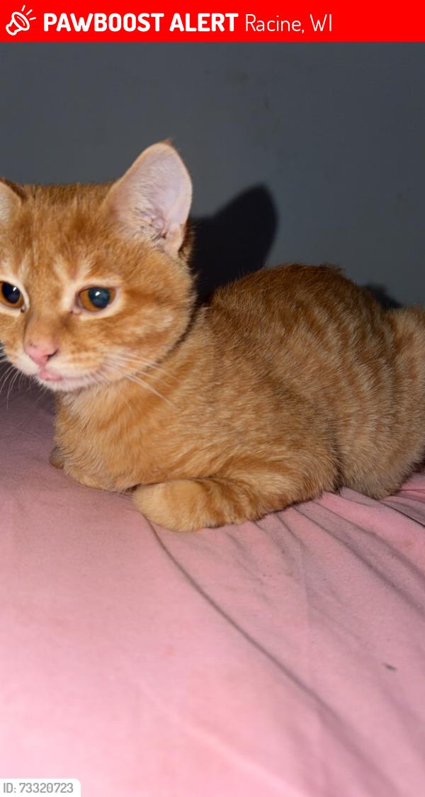 Lost Male Cat last seen Albert street and Nields court, Racine, WI 53404
