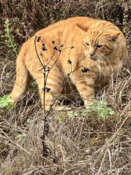 Found/Stray Unknown Cat last seen Ramsell, San Francisco, CA 94132