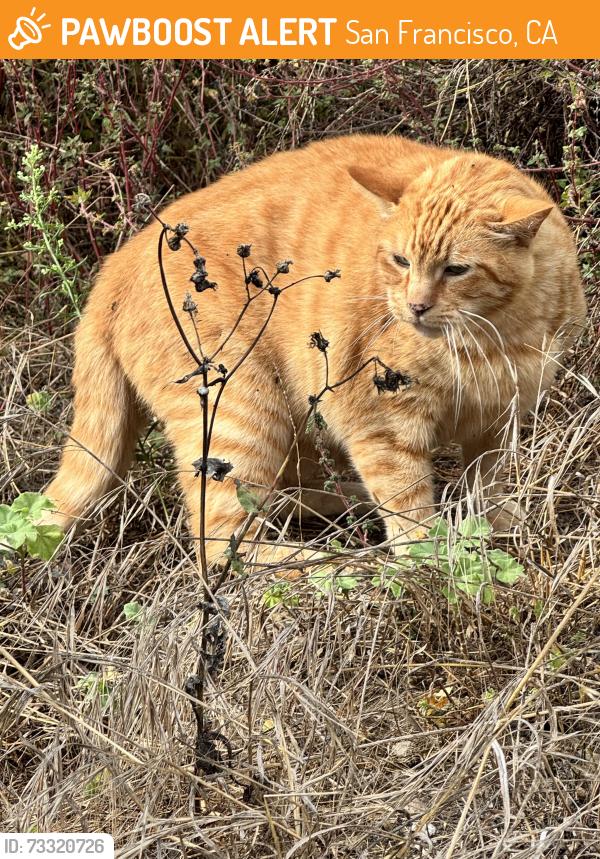Found/Stray Unknown Cat last seen Ramsell, San Francisco, CA 94132