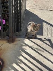 Found/Stray Unknown Cat last seen near fleming, Yonkers, NY 10701
