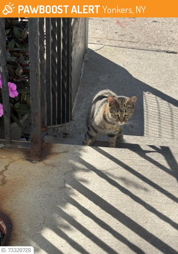 Found/Stray Unknown Cat last seen near fleming, Yonkers, NY 10701