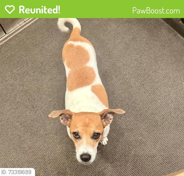 Reunited Male Dog last seen Hogan and Baxter — lower manhattan, New York, NY 10013