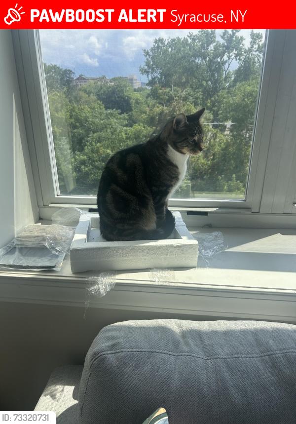 Lost Male Cat last seen Spencer St & Maltbie St, Syracuse, NY 13204