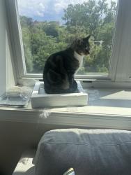 Lost Male Cat last seen Spencer St & Maltbie St, Syracuse, NY 13204