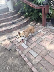 Found/Stray Unknown Dog last seen mooney dr / kay’s, Rosemead, CA 91755