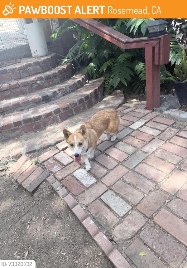 Found/Stray Unknown Dog last seen mooney dr / kay’s, Rosemead, CA 91755