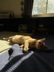 Lost Female Cat last seen City park, City park church, Fort Collins, CO 80521