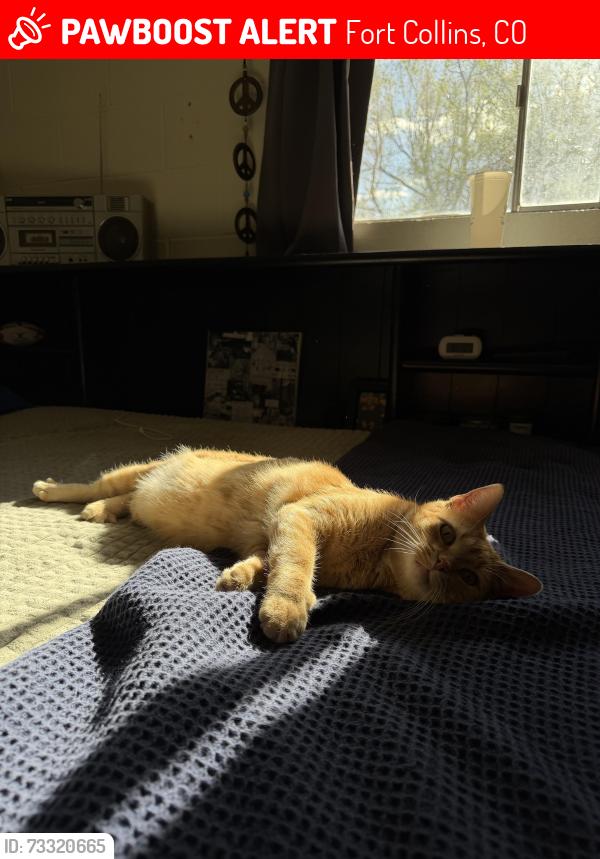 Lost Female Cat last seen City park, City park church, Fort Collins, CO 80521