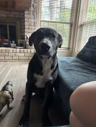 Lost Male Dog last seen Tc jester and Louetta, Spring, TX 77388