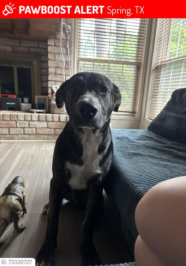 Lost Male Dog last seen Tc jester and Louetta, Spring, TX 77388