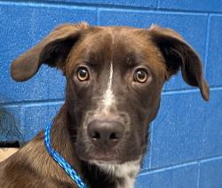 Shelter Stray Male Dog last seen Near Coronado Elementary, Littleton, CO, 80128, 580 McIntyre St, Golden, CO 80401, USA