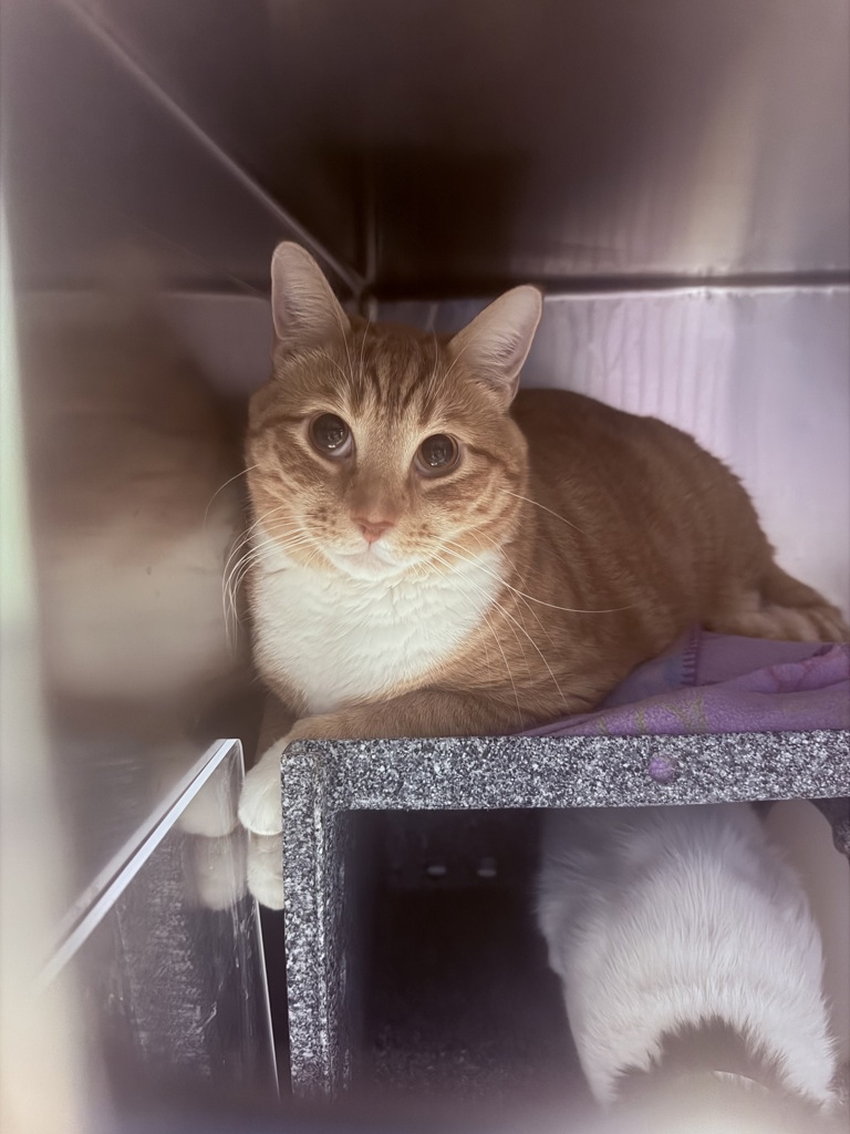 Shelter Stray Male Cat last seen Van Courtlandt Park, BRONX, NY, 10471, 326 E 110th St, New York, NY 10029, USA