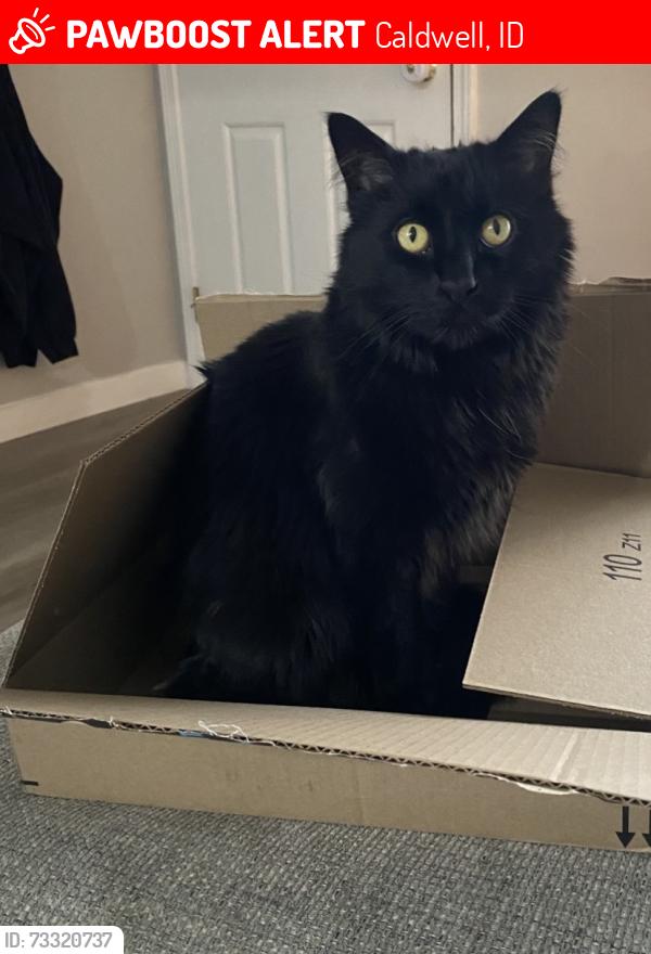 Lost Male Cat last seen Ustick Rd and Lake Ave, Caldwell, ID 83607