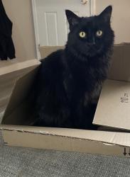 Lost Male Cat last seen Ustick Rd and Lake Ave, Caldwell, ID 83607