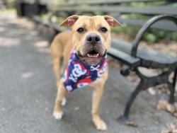 Shelter Stray Male Dog last seen Apt 2A,494 Jackson Avenue, BRONX, NY, 10455, 326 E 110th St, New York, NY 10029, USA