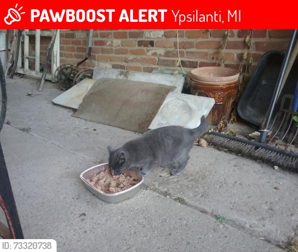 Lost Male Cat last seen W. Clark Rd and Leforge Rd., Ypsilanti, MI 48198