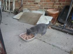 Lost Male Cat last seen W. Clark Rd and Leforge Rd., Ypsilanti, MI 48198