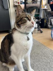 Reunited Male Cat last seen North Park water tower, San Diego, CA 92104