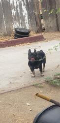Found/Stray Female Dog last seen First and olive, Fresno, CA 93702