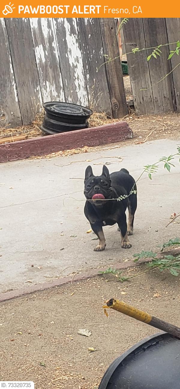 Found/Stray Female Dog last seen First and olive, Fresno, CA 93702