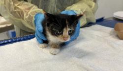 Shelter Stray Female Cat last seen Near White Plains Road, BRONX, NY, 10462, 326 E 110th St, New York, NY 10029, USA
