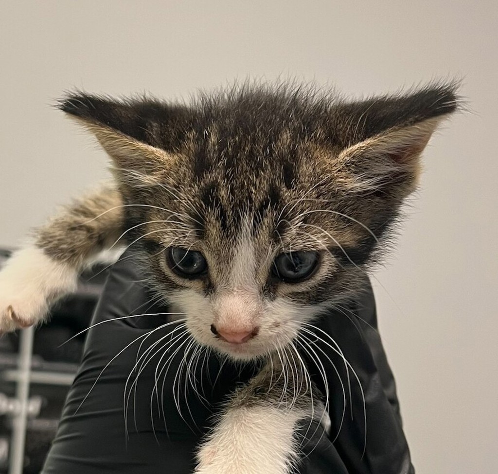 Shelter Stray Male Cat last seen Near Sierra Cielo Lane, Jamul, CA, 91935, 5500 Gaines St, San Diego, CA 92110, USA