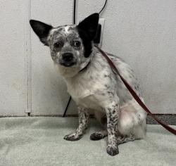 Shelter Stray Male Dog last seen Near Johnston Road, Escondido, CA, 92029, Escondido, CA 92027, USA
